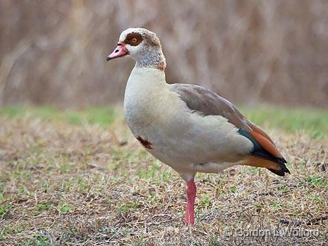 Egyptian Goose_45026.jpg - Egyptian Goose (Alopochen aegyptiacus)Photographed in Hill Country near Kerrville, Texas, USA.
